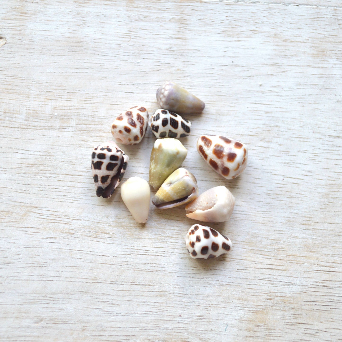 Mini Cone Shell Necklace - Salty But Sweet